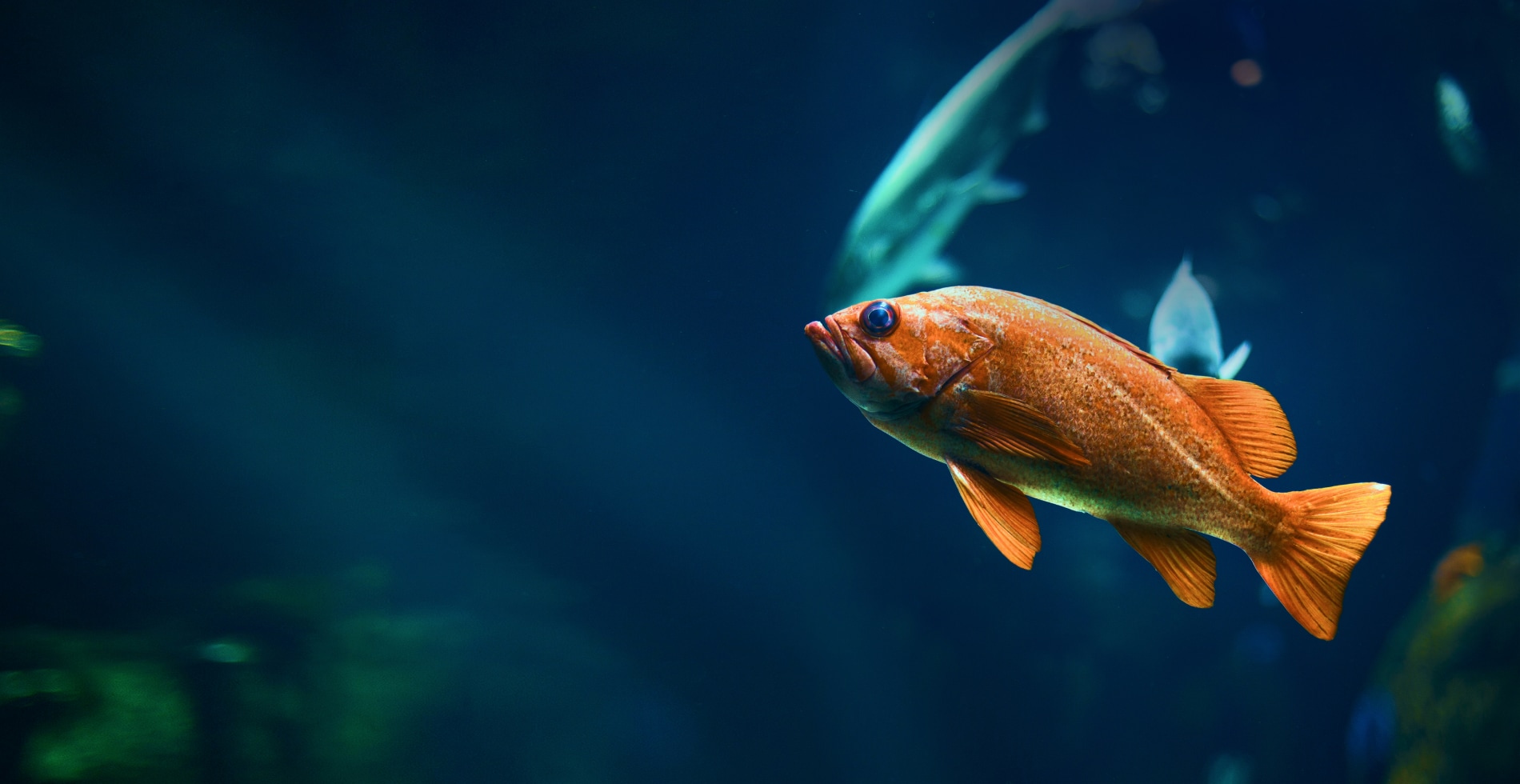 A fish in a fish tank